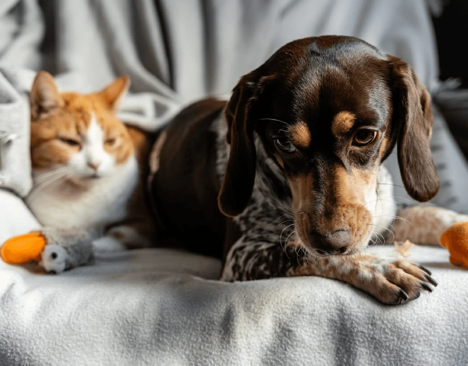 Kanepede birlikte dinlenen bir kedi ve bir dachshund