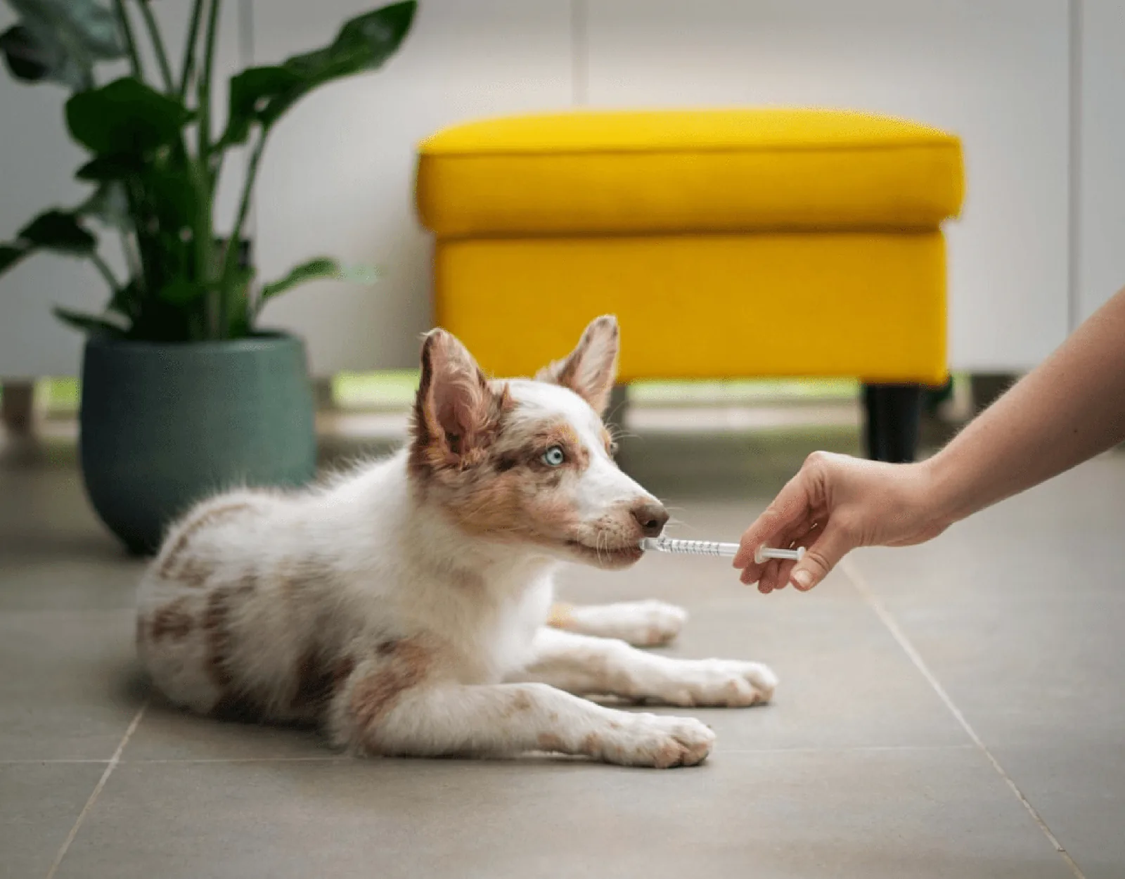 Elden beslenen küçük bir yavru köpek