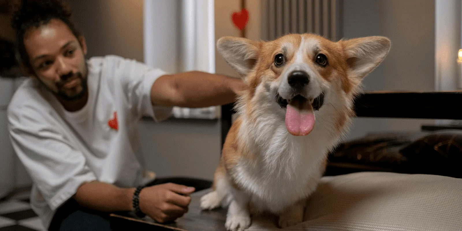 Çimende corgisiyle oynayan adam