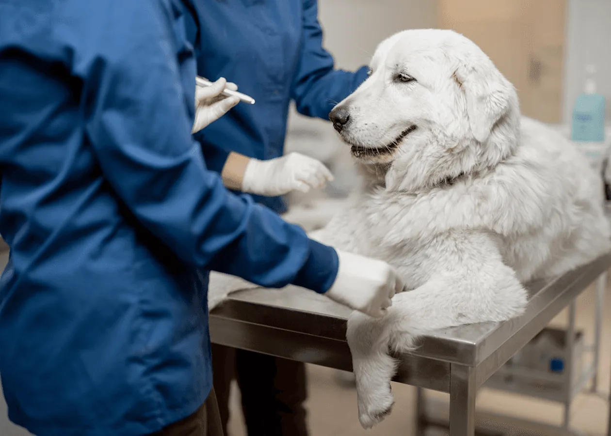 Beyaz bir köpeğin patisine pansuman yapan veteriner hekim