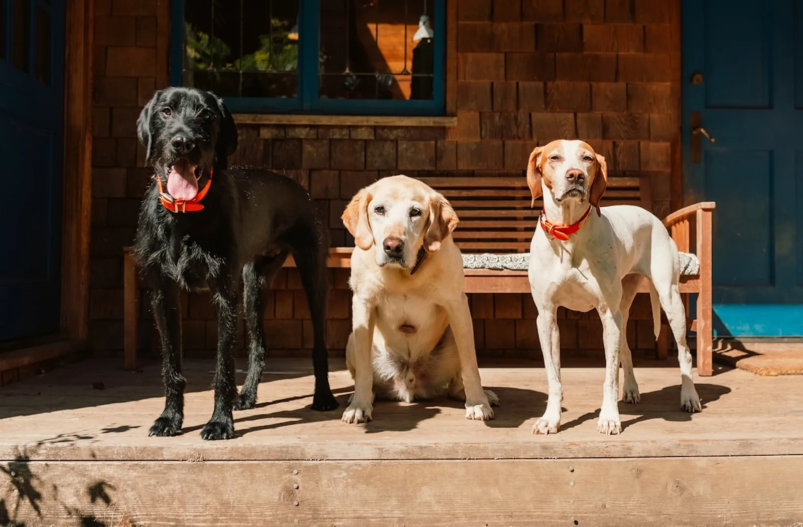Verandada oturan üç köpek