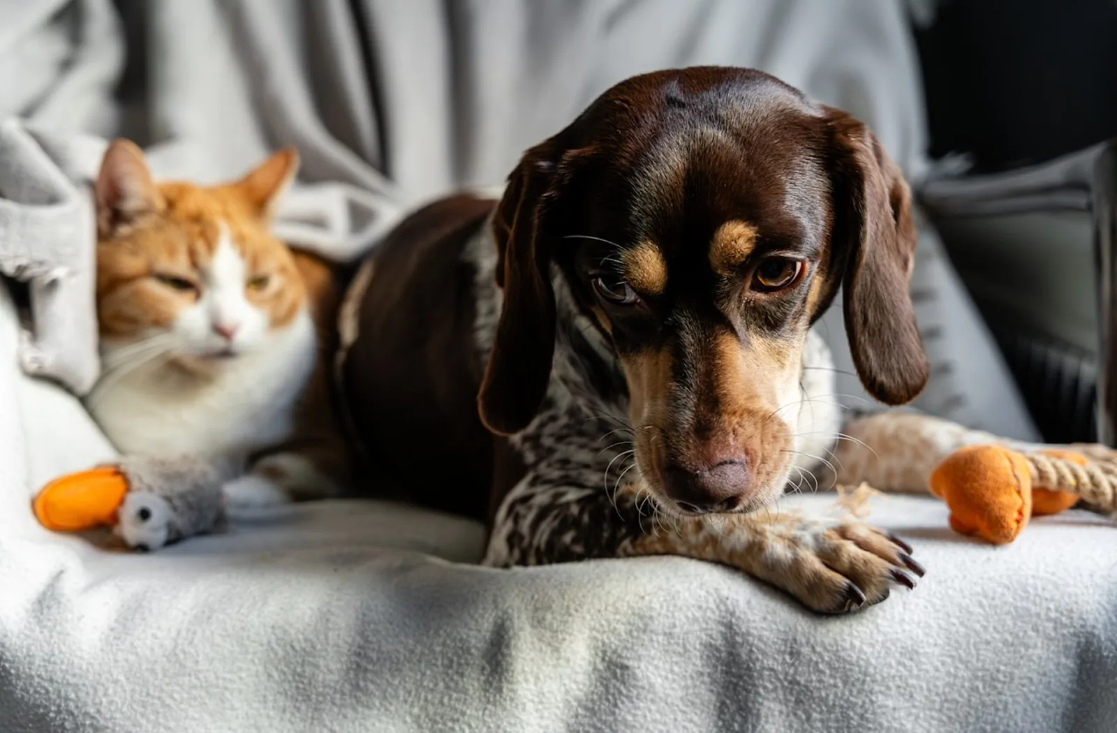 Kanepede yan yana uzanan bir kedi ve bir dachshund