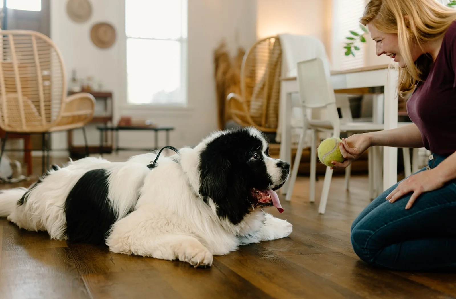 Evde yerde yatan siyah beyaz köpek ve sahibi