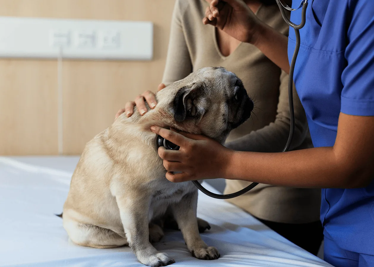 Pug cinsi köpeği stetoskopla dinleyen veteriner hekim