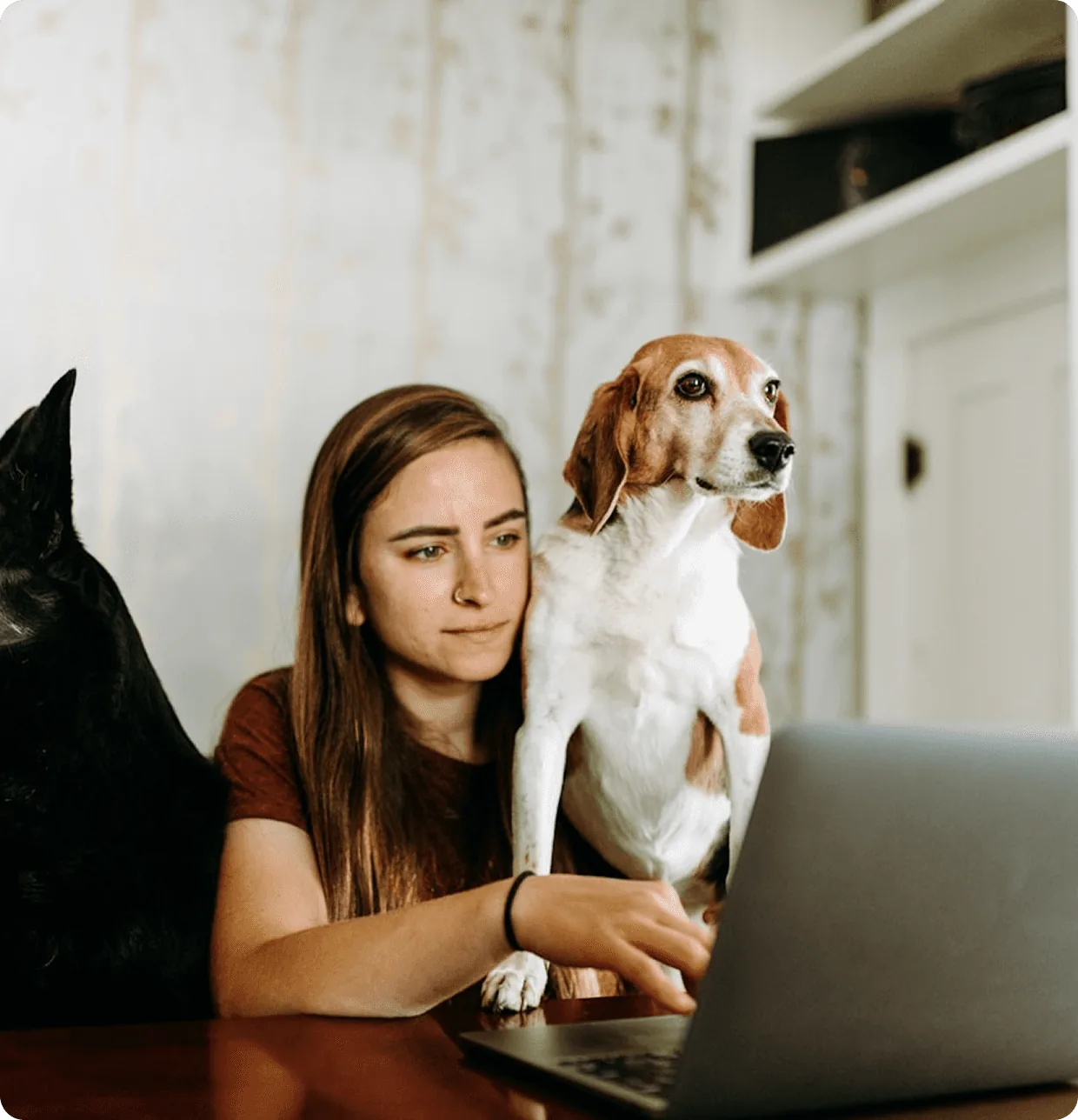 Dizüstü bilgisayar başında beagle cinsi köpeğiyle oturan kadın
