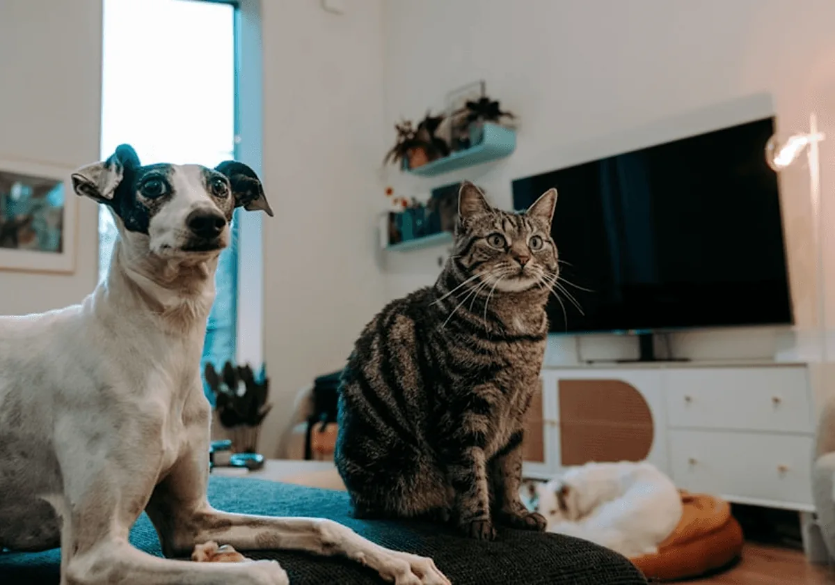 Evde yan yana oturan bir köpek ve bir tekir kedi