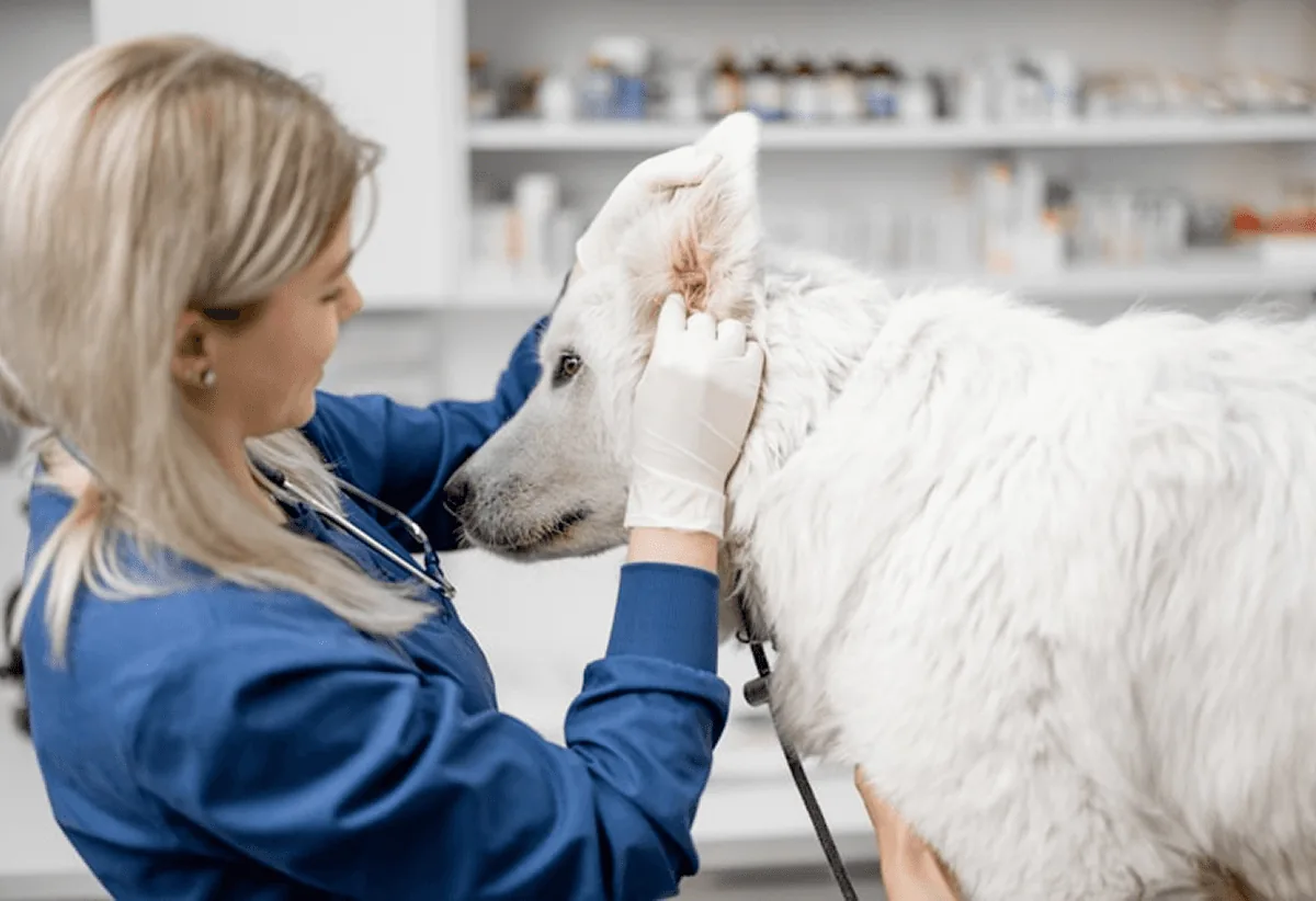 Beyaz bir köpeğin kulağını kontrol eden veteriner hekim