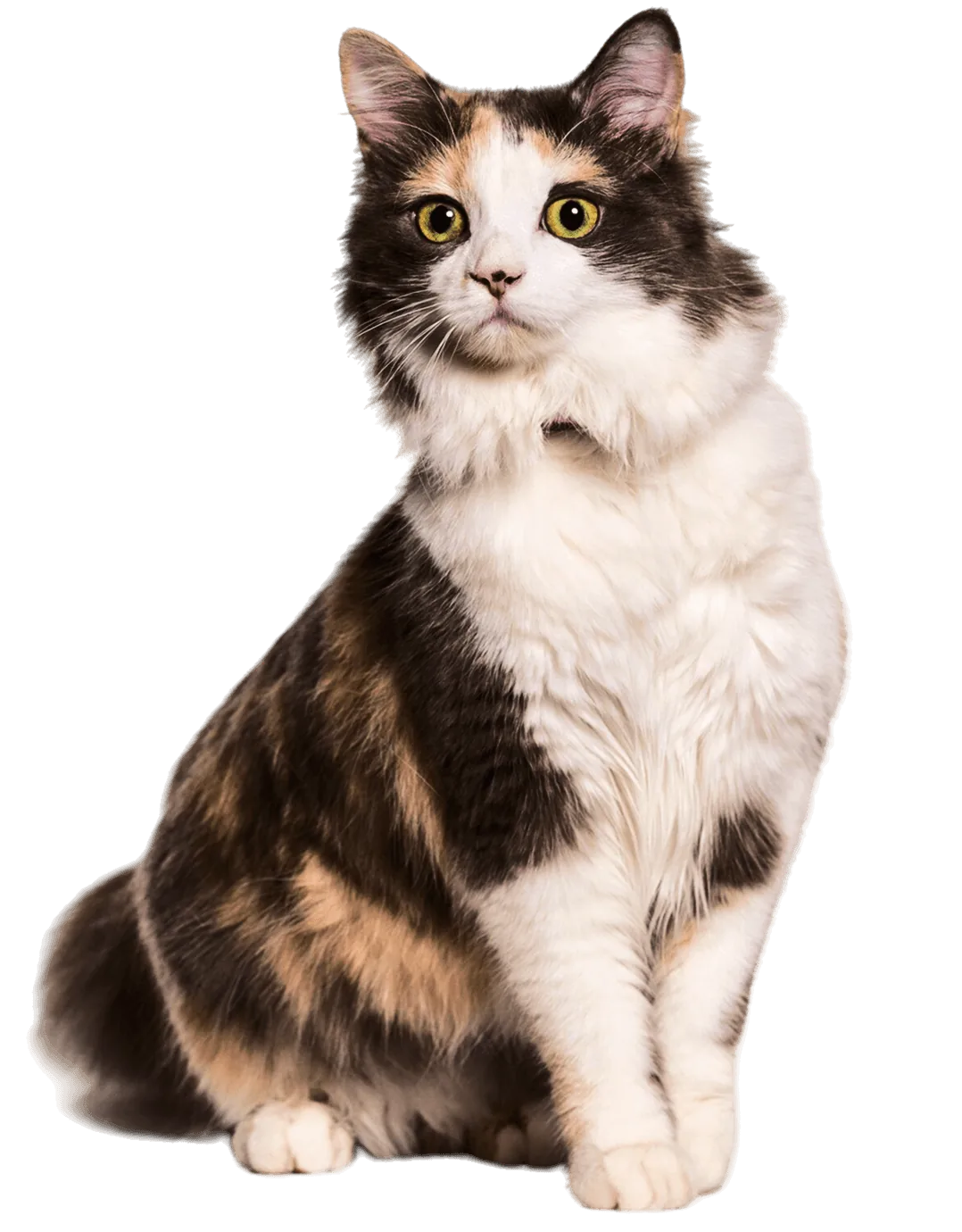 Üç renkli kedi