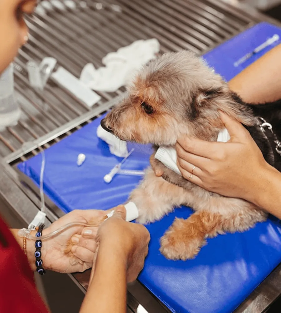 Tedavi masasındaki küçük bir köpeğin patisini saran eller
